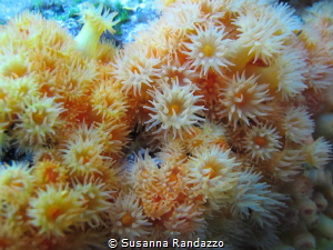 Yellow cluster anemone by Susanna Randazzo 